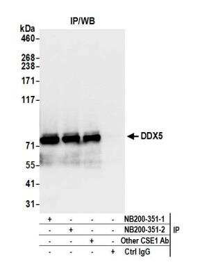 Immunoprecipitation: DDX5 Antibody [NB200-351]