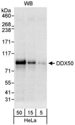 Western Blot: DDX50 Antibody [NB100-60676]