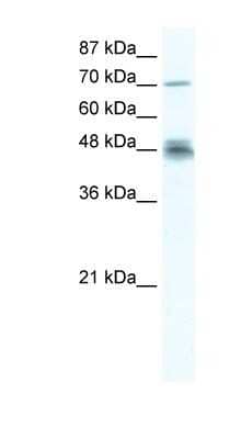 Western Blot: DDX50 Antibody [NBP1-57289]