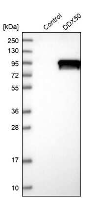 Western Blot: DDX50 Antibody [NBP1-83311]