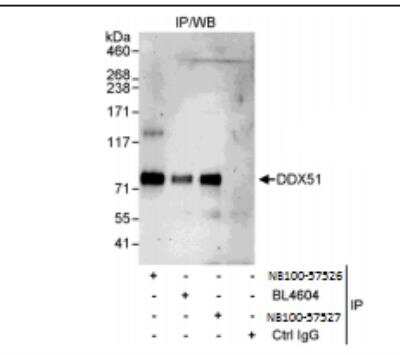 Immunoprecipitation: DDX51 Antibody [NB100-57526]