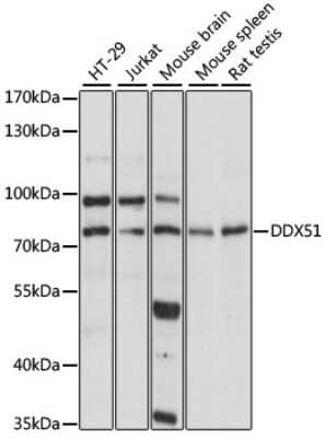 Western Blot: DDX51 AntibodyAzide and BSA Free [NBP2-92254]