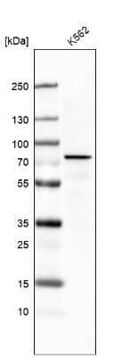 Western Blot: DDX53 Antibody (CL7899) [NBP2-88909]