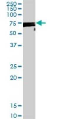 Western Blot: DDX53 Antibody [H00168400-D01P]