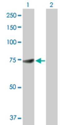 Western Blot: DDX53 Antibody [H00168400-D01P]