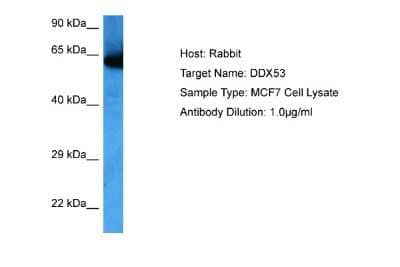 Western Blot: DDX53 Antibody [NBP2-84000]