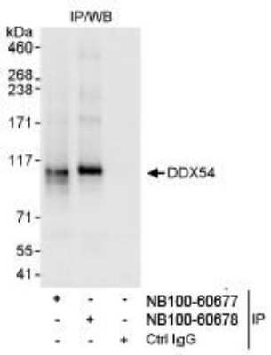 Immunoprecipitation: DDX54 Antibody [NB100-60678]