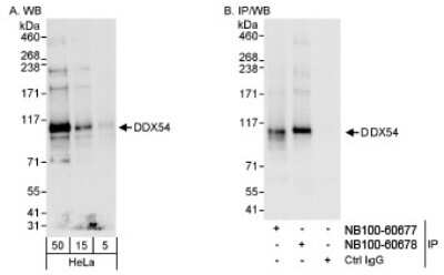 Western Blot: DDX54 Antibody [NB100-60677]