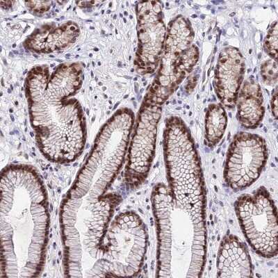 Immunohistochemistry-Paraffin: DDX55 Antibody [NBP2-47490]