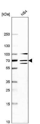 Western Blot: DDX55 Antibody [NBP2-47490]