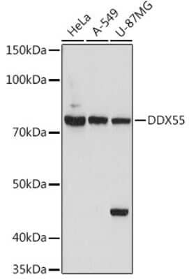 Western Blot: DDX55 AntibodyAzide and BSA Free [NBP3-15971]