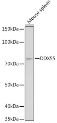 Western Blot: DDX55 AntibodyAzide and BSA Free [NBP3-15971]