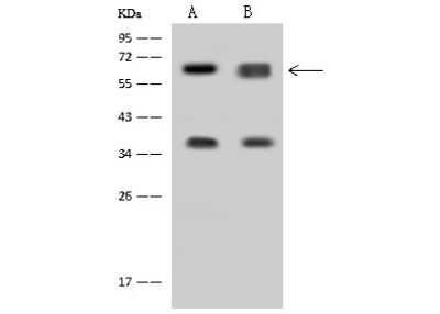 Western Blot: DDX56 Antibody [NBP2-97523]