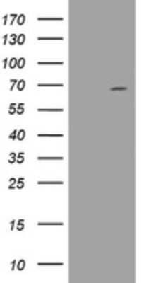 Western Blot: DDX59 Antibody (OTI2G1) [NBP2-46447]