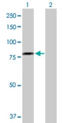 Western Blot: DDX59 Antibody [H00083479-B01P]