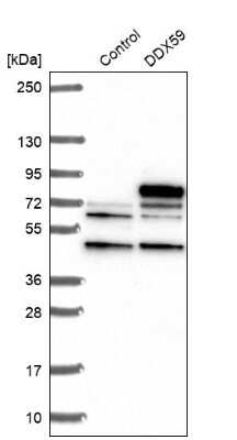 Western Blot: DDX59 Antibody [NBP2-13909]