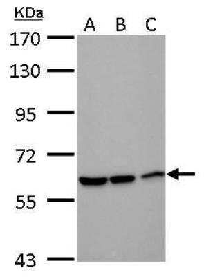 Western Blot: DDX59 Antibody [NBP2-16143]