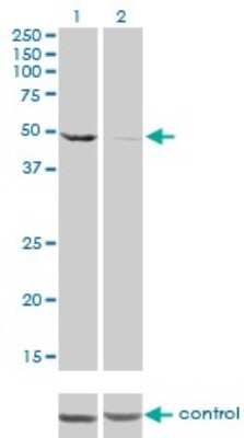 Western Blot: DDX6 Antibody (3D2) [H00001656-M01]
