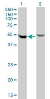 Western Blot: DDX6 Antibody (3D2) [H00001656-M01]