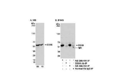 Immunoprecipitation: DDX6 Antibody [NB200-191]