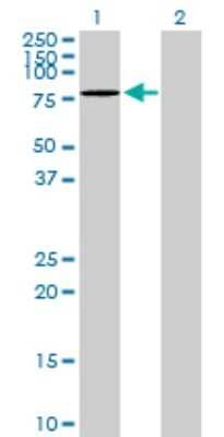 Western Blot: DDX6 Antibody [H00001656-D01P]
