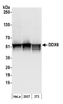 Western Blot: DDX6 Antibody [NB200-192]