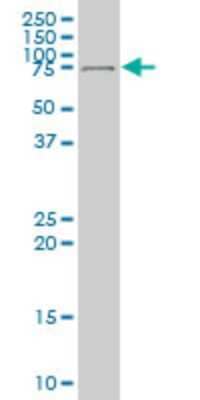 Western Blot: DEAF1 Antibody (1H8) [H00010522-M04]