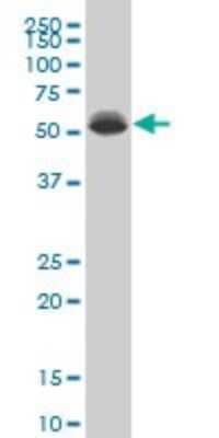 Western Blot: DEAF1 Antibody (2A2) [H00010522-M07]