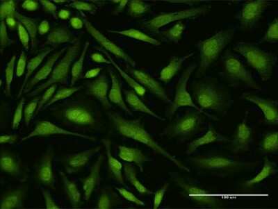Immunocytochemistry/ Immunofluorescence: DEAF1 Antibody (3E6) [H00010522-M06]