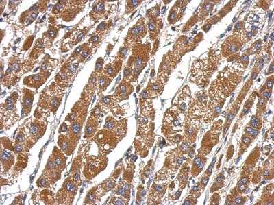 Immunohistochemistry-Paraffin: DEAF1 Antibody [NBP2-14928]
