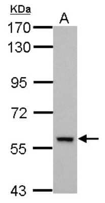 Western Blot: DEAF1 Antibody [NBP2-14928]