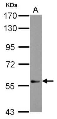 Western Blot: DEAF1 Antibody [NBP2-14929]