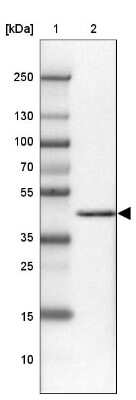 Western Blot: DEAF1 Antibody [NBP2-47489]