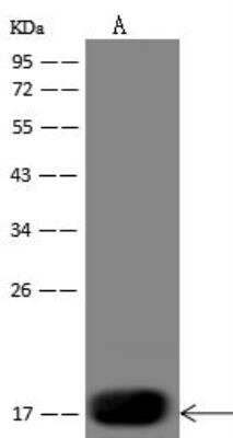 Western Blot: DEC-205/CD205 Antibody (019) [NBP3-12780]