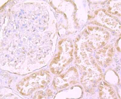 Immunohistochemistry-Paraffin: DEC-205/CD205 Antibody (JB87-35) [NBP2-75467]