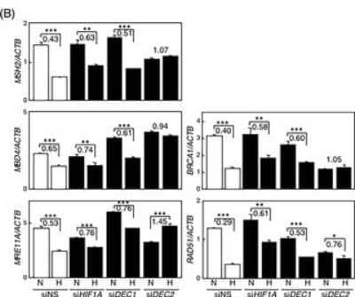 Immunoblotting: DEC1 Antibody - BSA Free [NB100-1800]