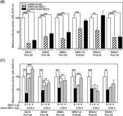 Immunoblotting: DEC1 Antibody - BSA Free [NB100-1800]