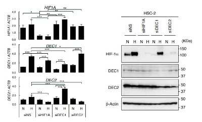 Immunoblotting: DEC1 Antibody - BSA Free [NB100-1800]