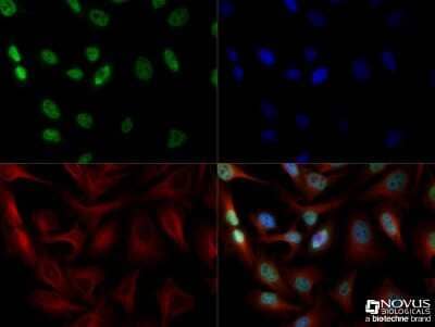 Immunocytochemistry/ Immunofluorescence: DEC1 Antibody - BSA Free [NB100-1800]