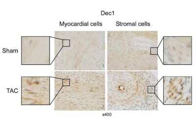Immunohistochemistry: DEC1 Antibody - BSA Free [NB100-1800]