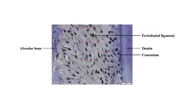 Immunohistochemistry-Paraffin: DEC1 Antibody - BSA Free [NB100-1800]