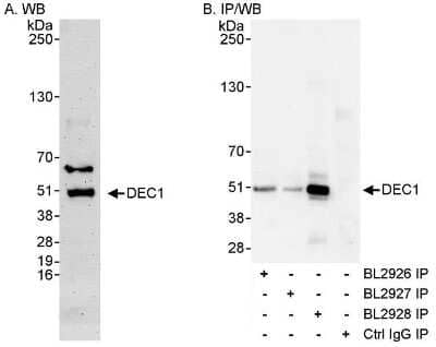Immunoprecipitation: DEC1 Antibody - BSA Free [NB100-1800]