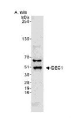 Western Blot: DEC1 AntibodyBSA Free [NB100-1800]