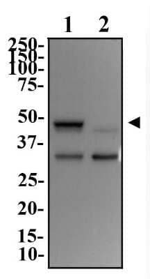 Western Blot: DEC1 AntibodyBSA Free [NB100-1800]