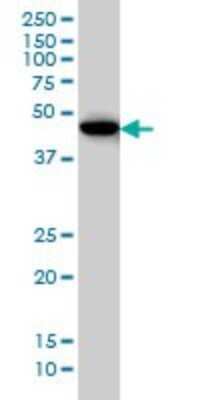 Western Blot: DEC1 Antibody (5B1) [H00008553-M01]