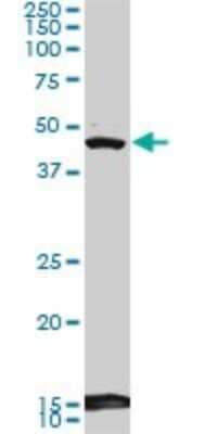 Western Blot: DEC1 Antibody (5B1) [H00008553-M01]