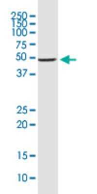 Western Blot: DEC1 Antibody (5B1) [H00008553-M01]
