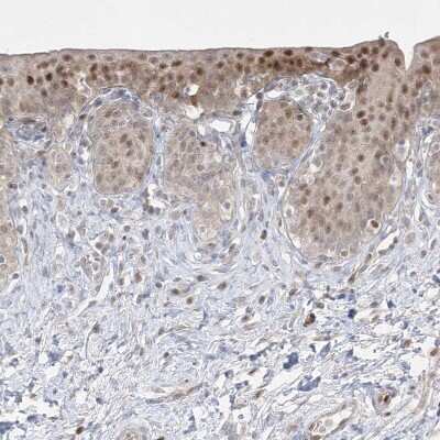 Immunohistochemistry-Paraffin: DEC1 Antibody [NBP2-47488]