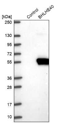 Western Blot: DEC1 Antibody [NBP2-47488]