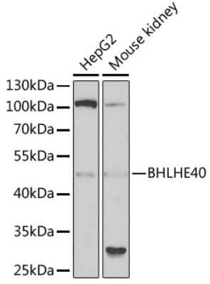 Western Blot: DEC1 AntibodyBSA Free [NBP2-92900]